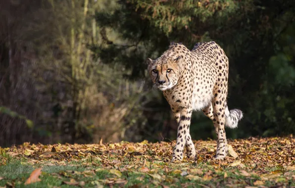 Picture pose, walk, Cheetah, nature