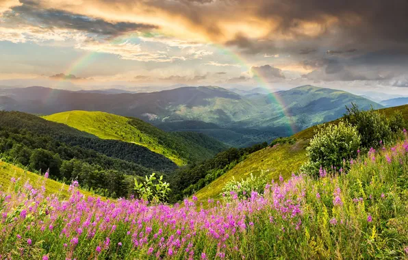 Forest, summer, clouds, flowers, mountains, hills, the slopes, rainbow