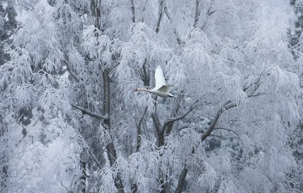 Winter, frost, trees, flight, branches, bird, swans