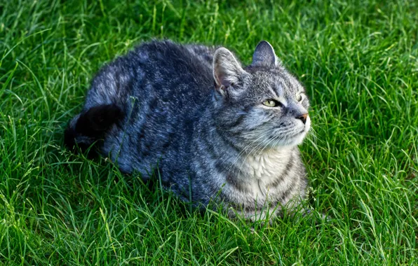 Picture cat, grass, cat, look, nature, green, grey, background