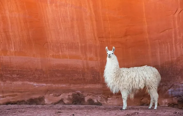 Nature, background, Lama