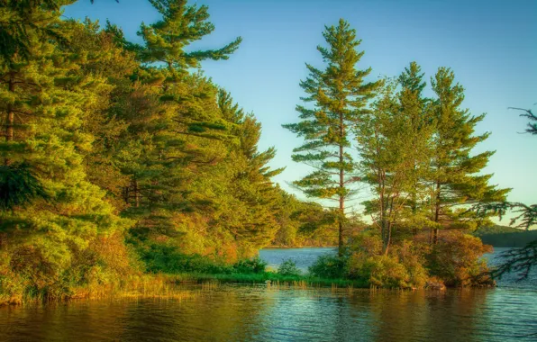 Forest, trees, river