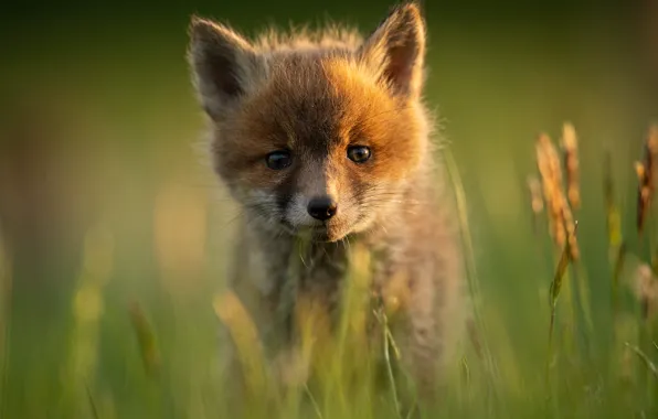 Picture grass, light, portrait, Fox, face, Fox