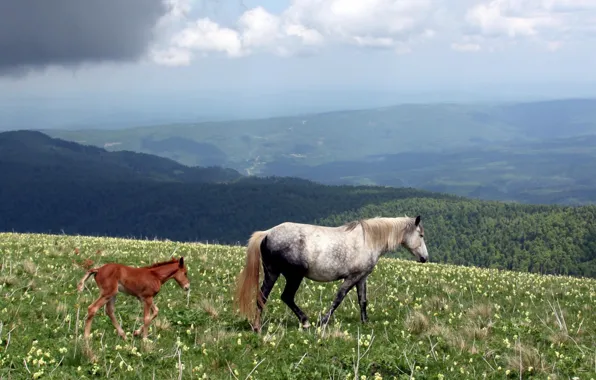 Nature, tail, Horse, horses, hooves, foal