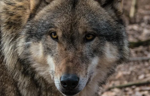 Nature, snow, predator, face, animal, wolf, wildlife, portrait