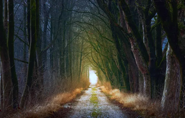 Road, autumn, grass, light, trees, branches, Park, trunks