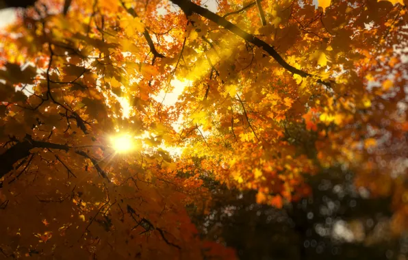 Leaves, the sun, rays, light, trees, branches, nature, foliage