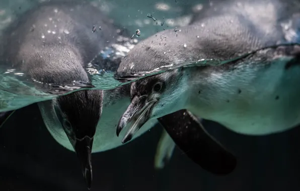 Water, birds, penguins, pair, under water, swimming, two penguins
