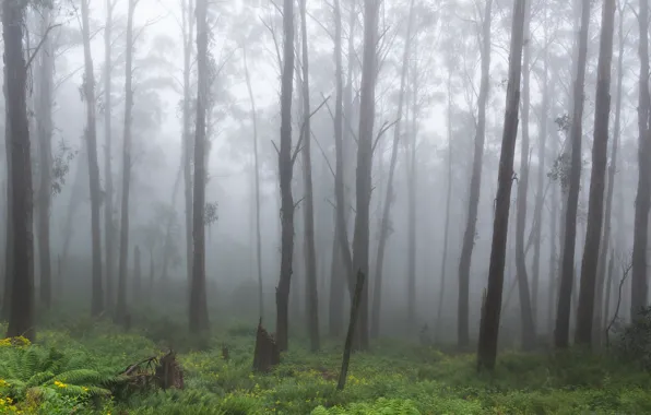 Forest, trees, nature, fog, Victoria, Australia, fern, Australia