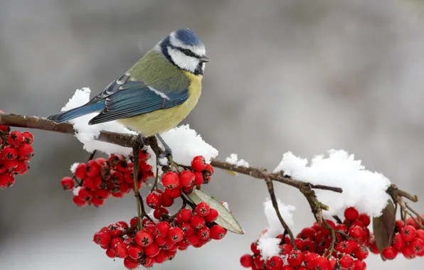 Snow, berries, bird, on the branch, Rowan, titmouse
