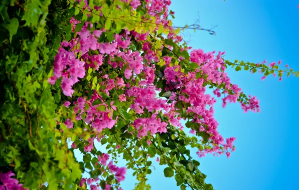 The sky, red, green, blue, plants, al, flora