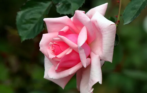 Rose, petals, Bud