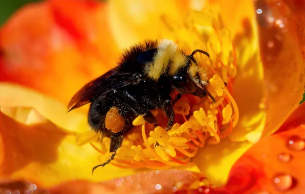 Flower, drops, macro, orange, bee, background, bumblebee, pollination