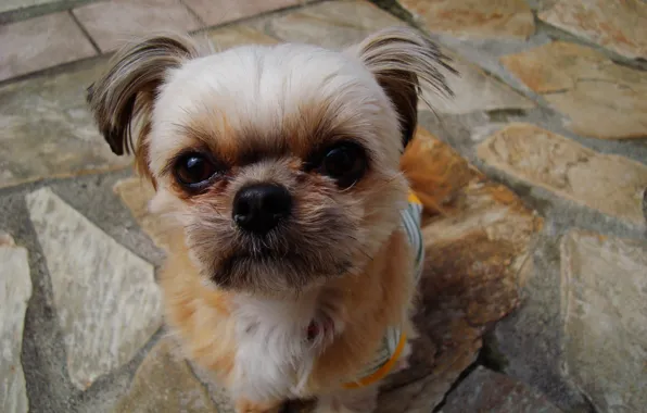 Dogs, doggie, Terrier