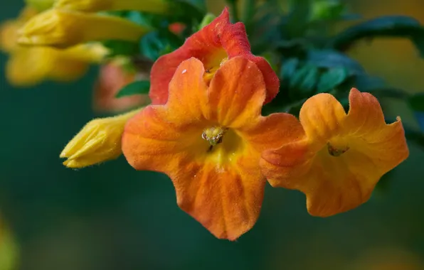 Macro, flowers, Streptosolen