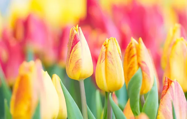 Picture flowers, background, tulips