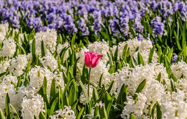 Light, flowers, pink, Tulip, spring, garden, white, flowerbed