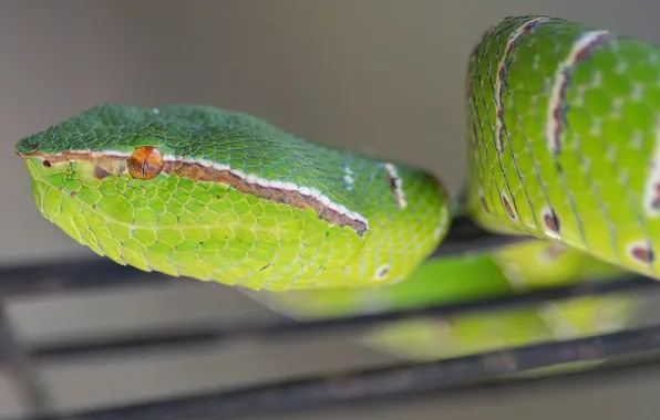 Background, snake, green