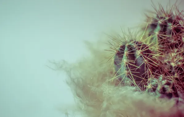 Picture needles, plant, cactus, barb