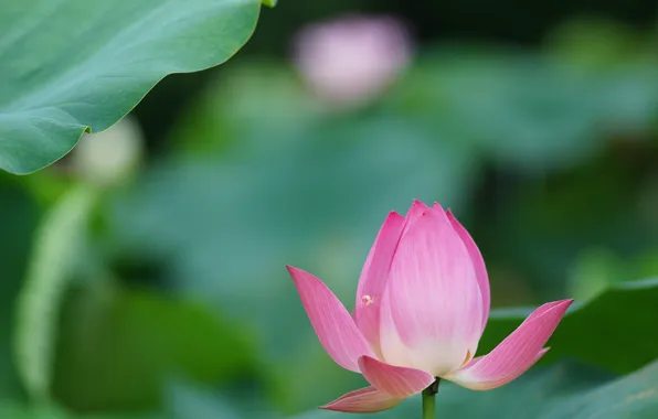 Picture greens, flower, sheet, pink, Lotus, water Lily
