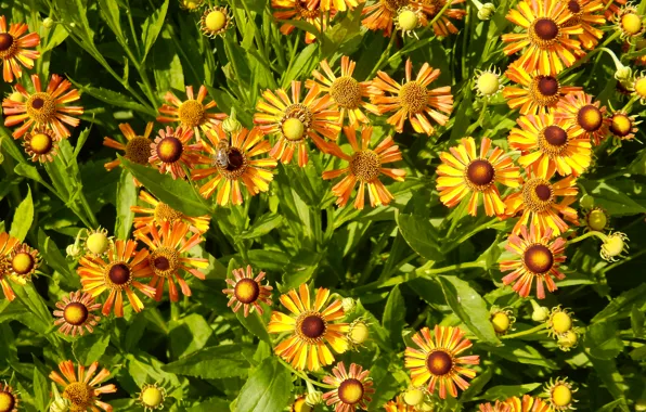 Flower, grass, flowers, widescreen, Wallpaper, wallpaper, widescreen, background