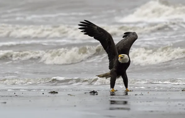 Bird, shore, Bald eagle, DUELL ©