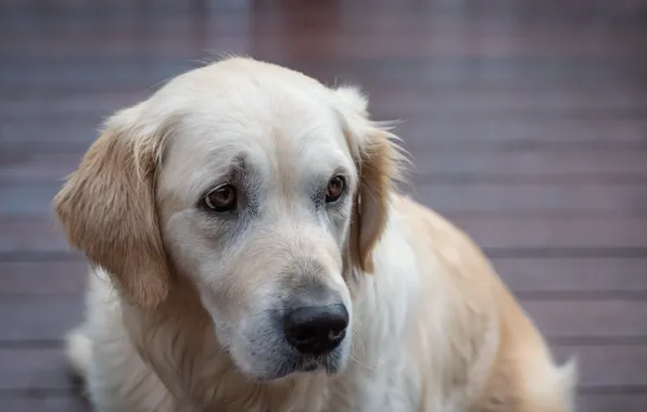 Dog, Labrador Retriever, Fleur Walton
