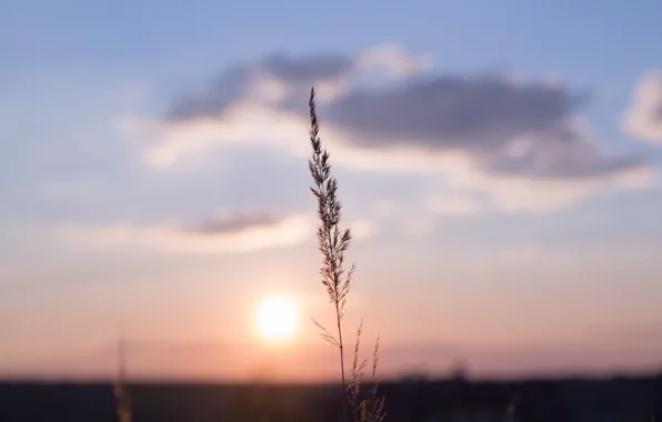 Sunset, The sun, Nature, The evening, Sunrise, Plant, Morning, Dawn