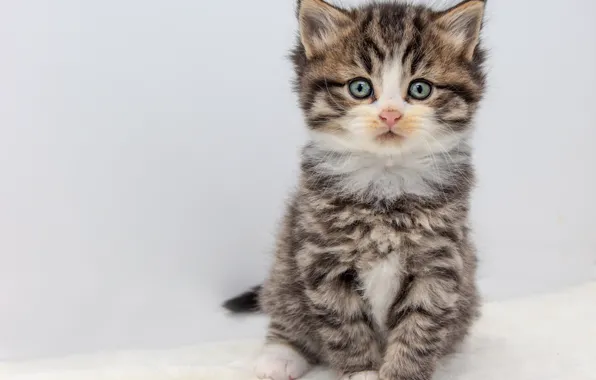 Picture cat, look, pose, grey, sweetheart, white background, kitty, face