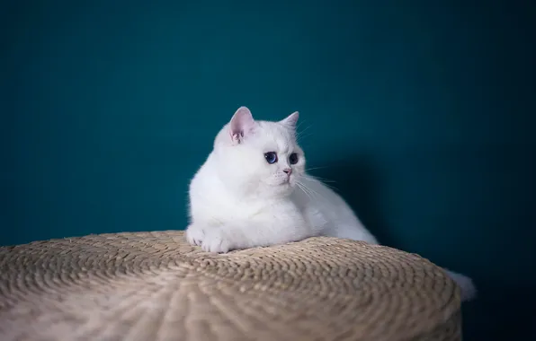 Cat, white, cat, look, nature, pose, wall, lies