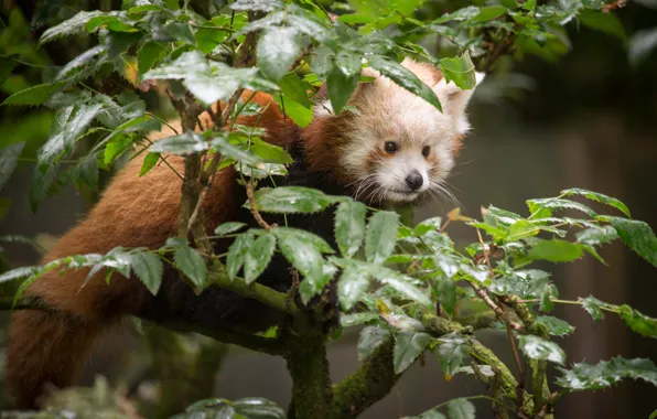 Picture leaves, branches, red Panda, firefox, red Panda