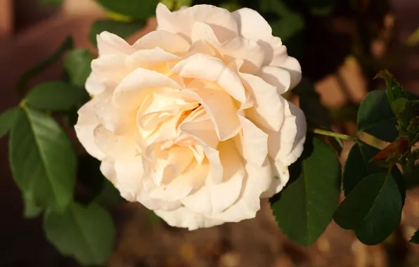 Rose, lush, cream