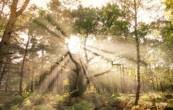 Forest, rays, light, trees