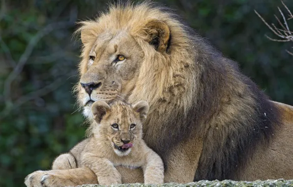 Picture cats, Leo, lion, пара ©Tambako The Jaguar