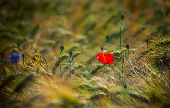 Picture field, summer, flowers, red, one, Mac, rye, Maki