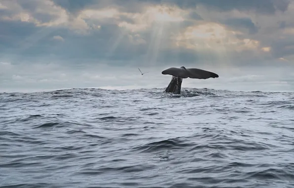 Picture sea, kit, sperm whale