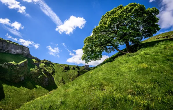 Picture the sky, grass, clouds, mountains, tree, rocks, slope