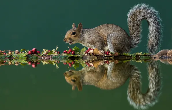 Picture autumn, leaves, water, pose, reflection, berries, protein, fruit