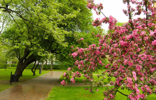 Park, tree, spring, blooming