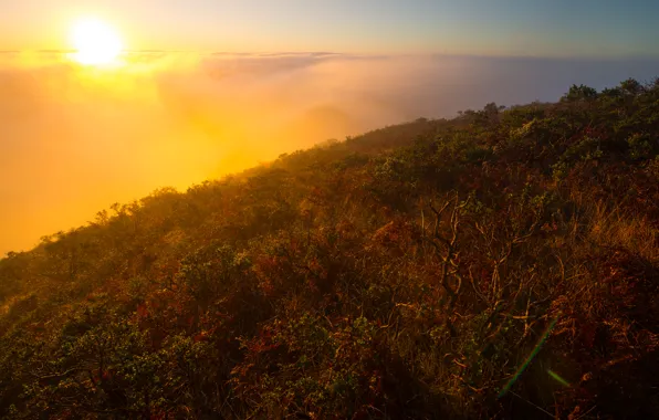 The sun, landscape, fog, plants, the bushes, hill