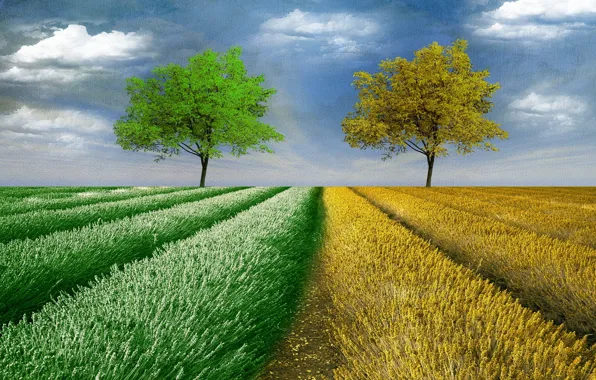 Picture field, trees, style, background