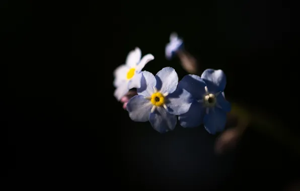 Nature, background, petals, forget-me-nots, inflorescence