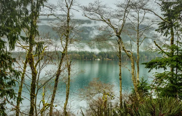 Forest, trees, fog, lake, USA, Olympic National Park, Lake Crescent