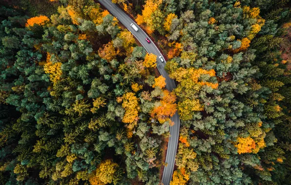 Forest, trees, pattern, curve