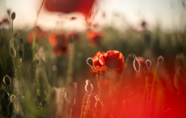 Summer, light, flowers, stems, Maki, blur, meadow, red