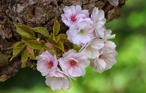 Leaves, flowers, background, tree, spring, trunk, bark, white