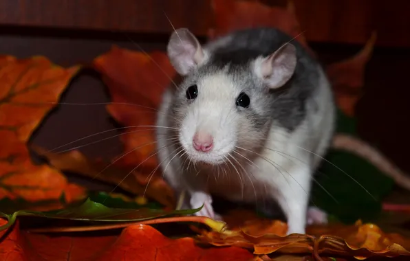 Picture mustache, look, leaves, the dark background, portrait, mouse, mouse, muzzle