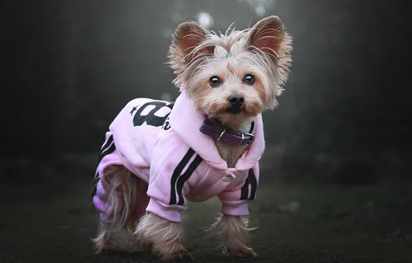 Look, nature, pink, clothing, dog, costume, collar, walk