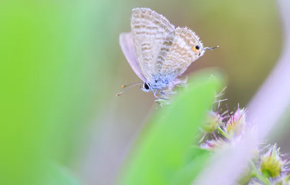 Picture greens, macro, butterfly, wings, blur, insect