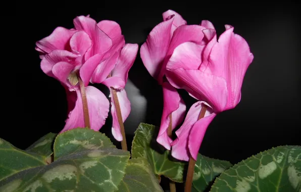 Picture leaves, flowers, pink, cyclamen